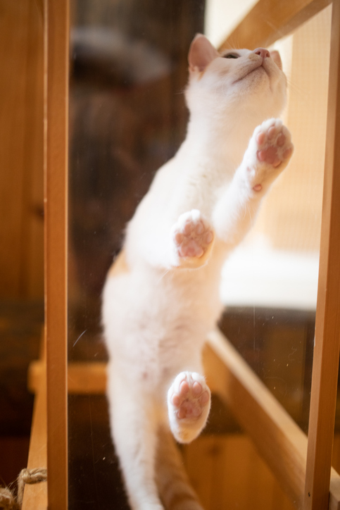 cat view from below