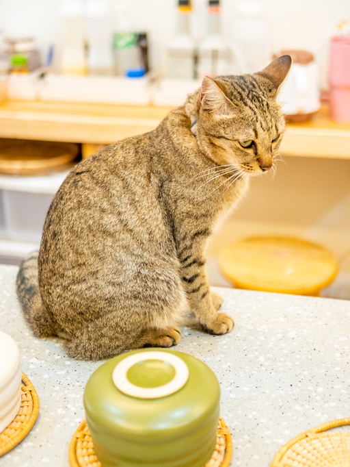 portrait of a cat in cafe.