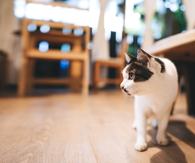 cat waiting pet owner comeback form work at home concept.