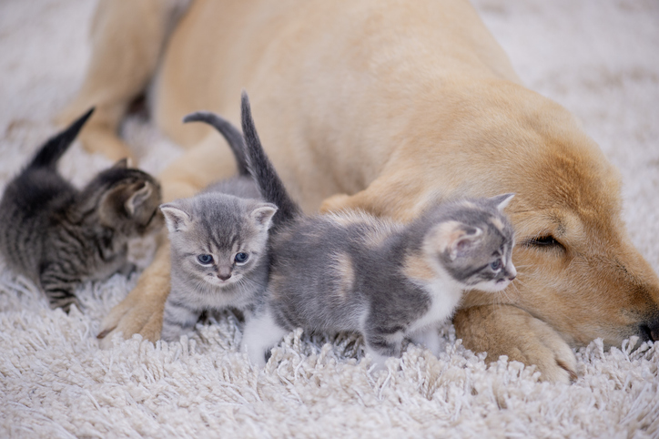 golden retriever resting with playful kittens on soft rug, cozy home moment