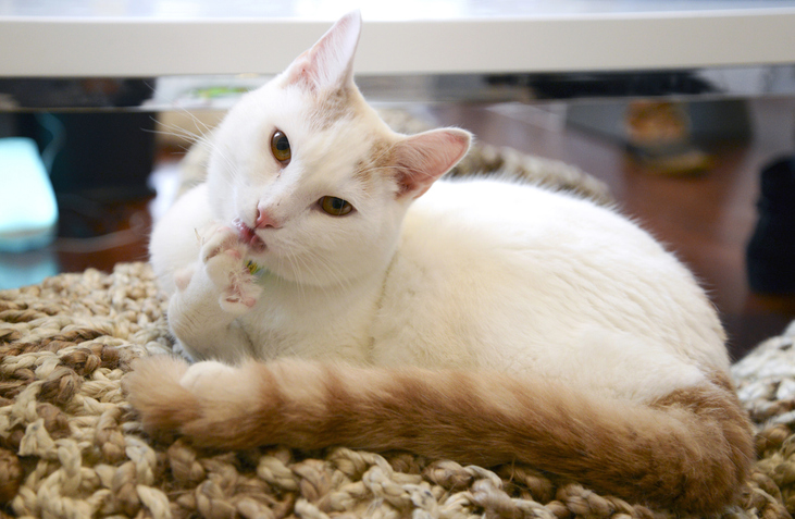 white cat cleaning paw